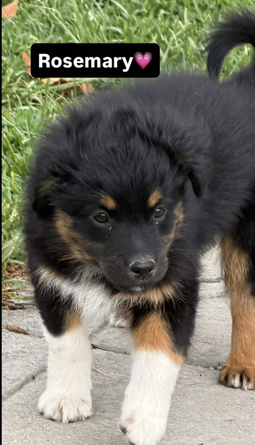 Condiments : Rosemary, an adoptable Australian Shepherd in Aurora, IN