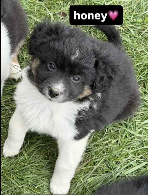 Condiments : Honey, an adoptable Australian Shepherd in Aurora, IN