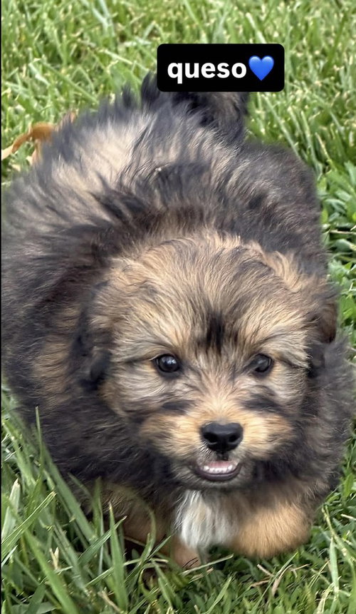 Condiments : Queso, an adoptable Australian Shepherd in Aurora, IN