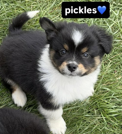 Condiments : Pickles, an adoptable Australian Shepherd in Aurora, IN