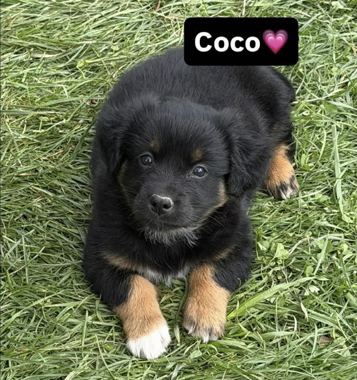 Condiments : Coco, an adoptable Australian Shepherd in Aurora, IN
