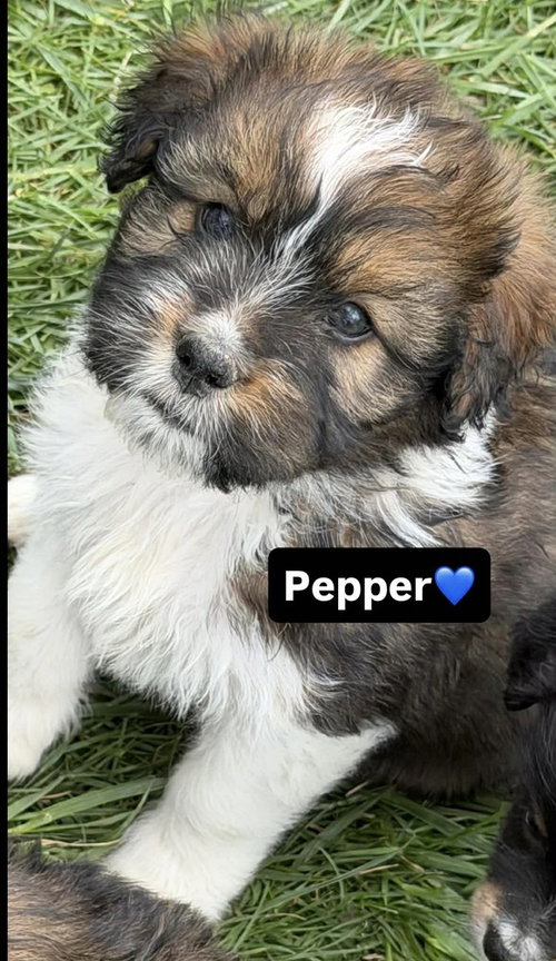 Condiments : Pepper, an adoptable Australian Shepherd in Aurora, IN