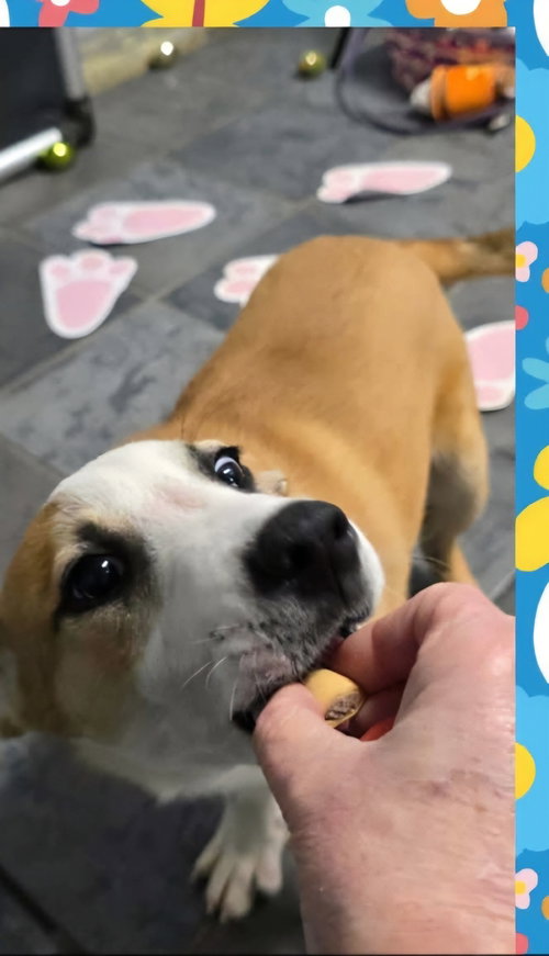 MARION BROS : MILO - Beagle available for adoption