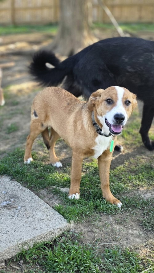 Marion Bros : Scout, an adoptable Beagle in Aurora, IN