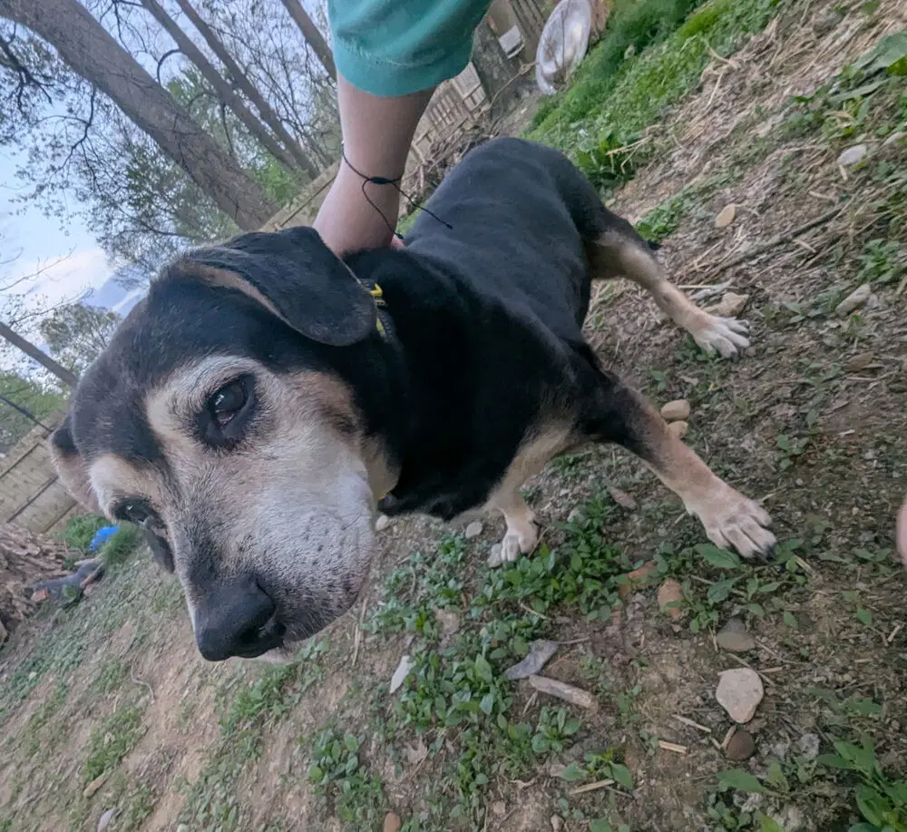 Cd  Abby - Beagle
