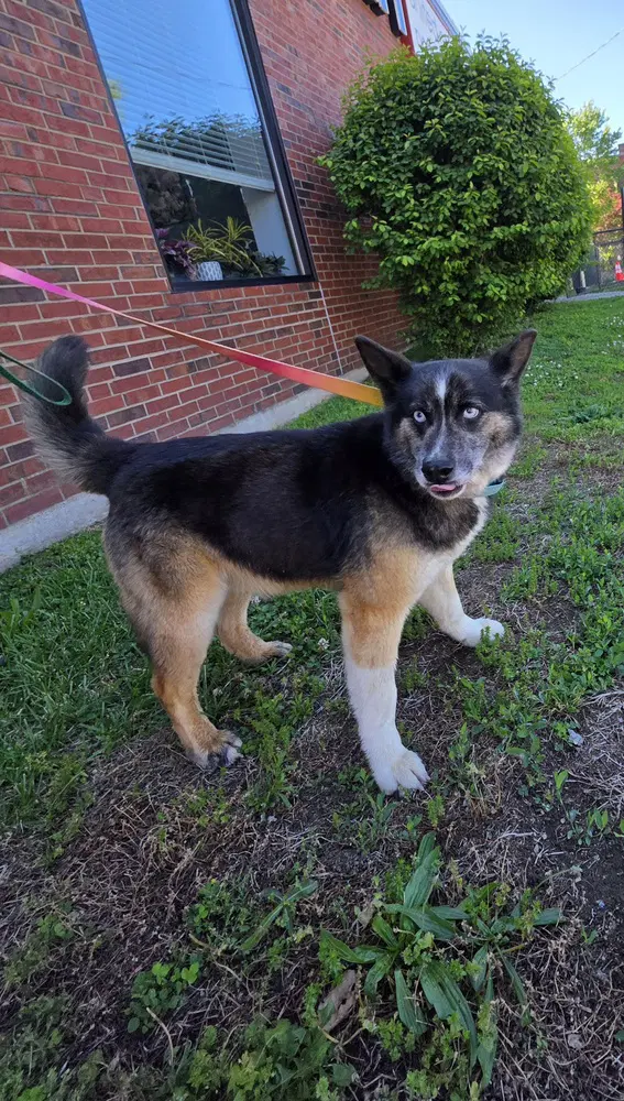 Roscoe Dash - Norwegian Elkhound