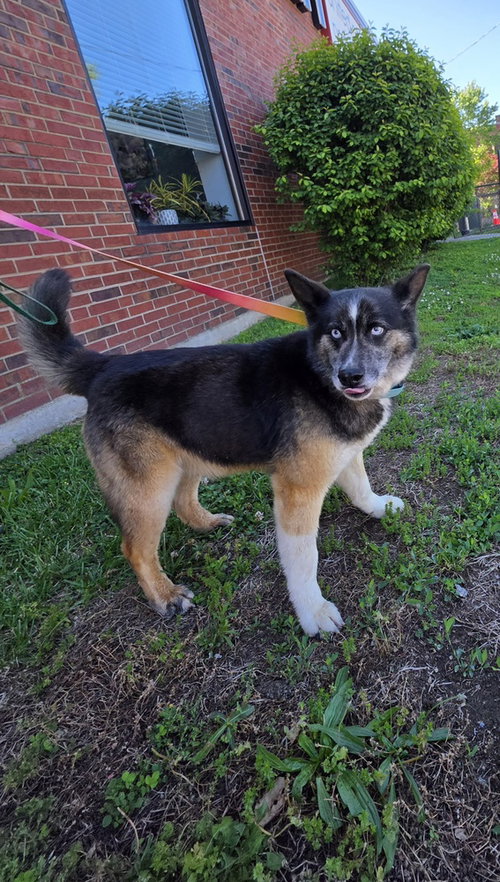 Roscoe Dash, an adoptable Norwegian Elkhound in Aurora, IN