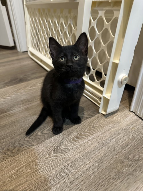 Melody cats : Jazz, an adoptable Domestic Short Hair in Aurora, IN