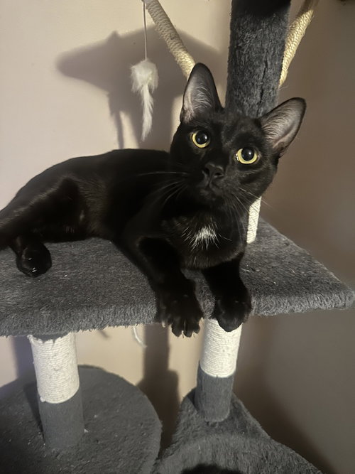 Melody cats : Lyric