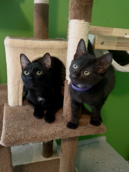 Melody cats : Lyric, Young Domestic Short Hair (short coat), cat for adoption in Middletown, Ohio