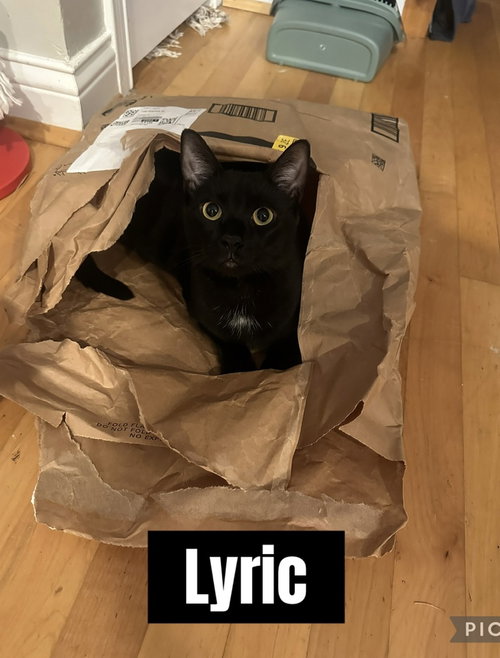 Melody cats : Lyric, a cat for adoption from Stray Haven Inc