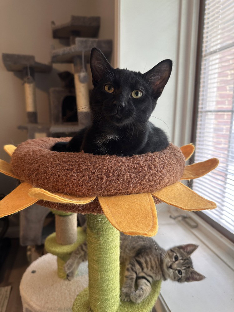 Melody cats : Lyric, photo 3