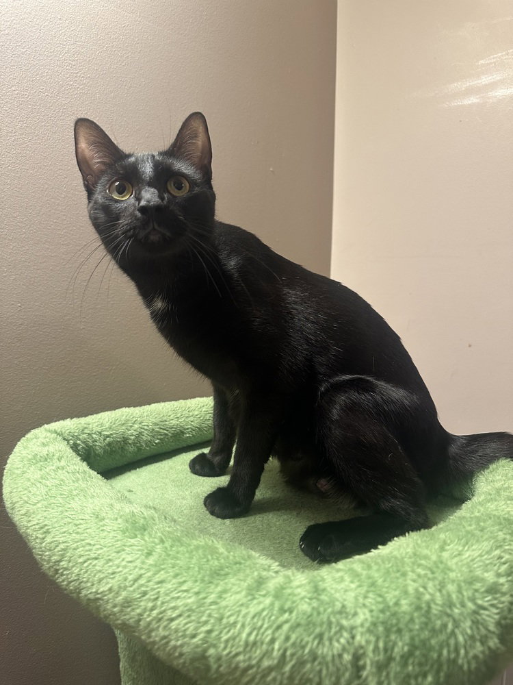 Melody cats : Lyric, photo 4
