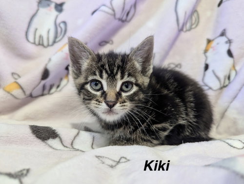 Anime Kitties : Kiki, an adoptable Domestic Short Hair in Aurora, IN