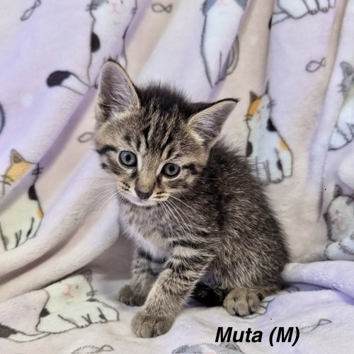 Anime Kitties : Muta, an adoptable Domestic Short Hair in Aurora, IN
