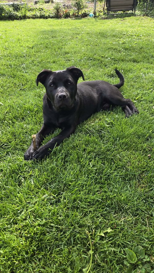Batman, an adoptable Pit Bull Terrier in Aurora, IN