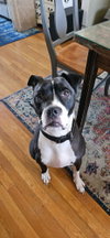 Kelseys Crew : Gemini (Beans) - Photo 1