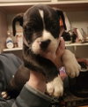 Kelseys Crew : Gemini (Beans) - Photo 2