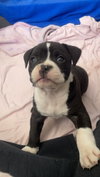 Kelseys Crew : Gemini (Beans) - Photo 3