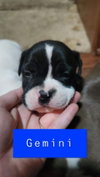 Kelseys Crew : Gemini (Beans) - Photo 4