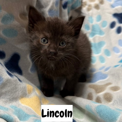 Capital Cats : Lincoln