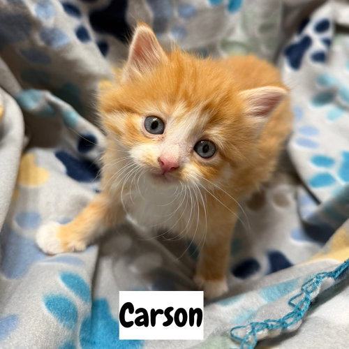 Capital Cats : Carson