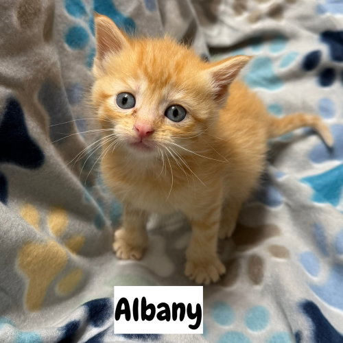 Capital Cats : Albany