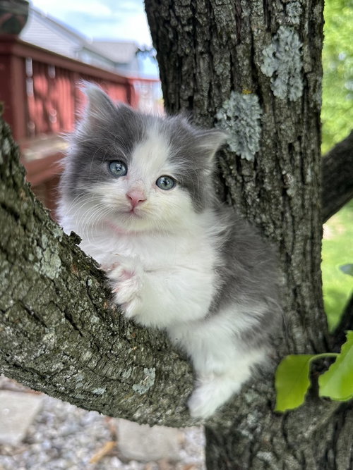 Walnut Kitties : Fluff