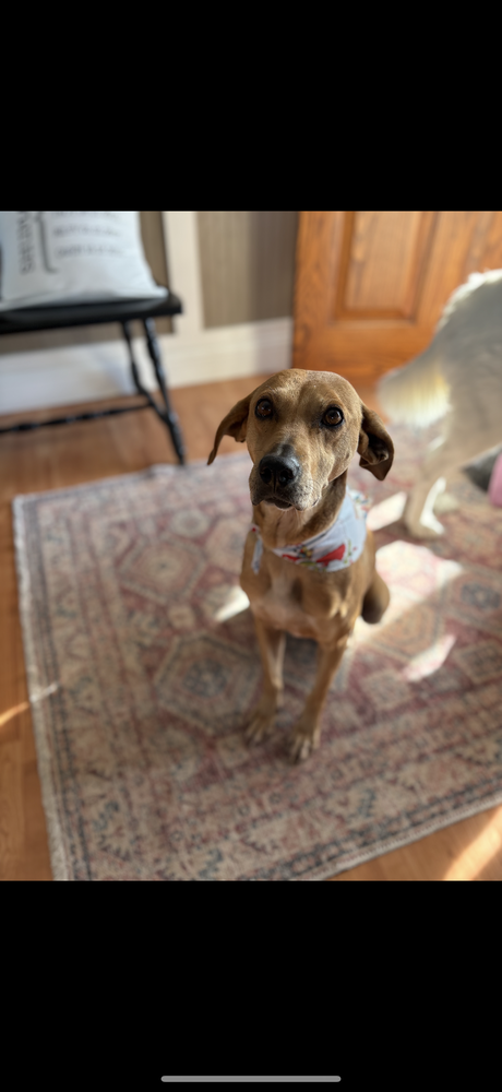 Brandy Rose, an adoptable Labrador Retriever in Aurora, IN