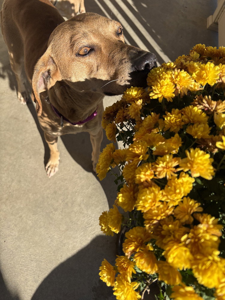 Brandy Rose
