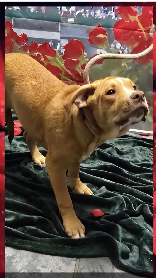 Marion Bullgles :  Fred, an adoptable Beagle in Aurora, IN
