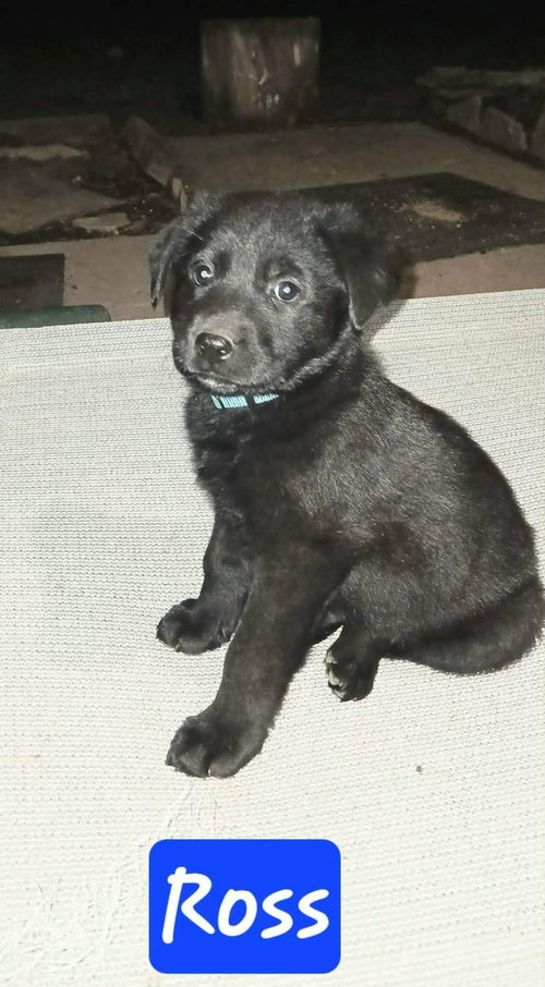 Central Perk : Ross, an adoptable German Shepherd Dog in Aurora, IN