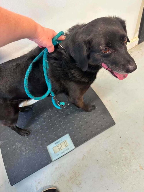 Leroy Boy, an adoptable Spaniel in Aurora, IN