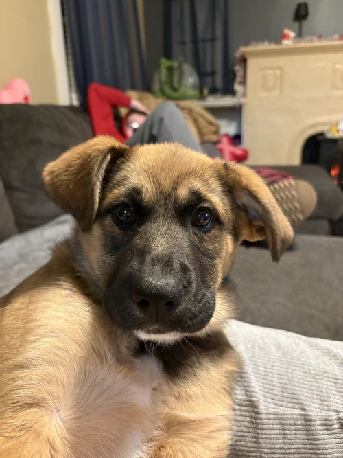 Colorado : Holly (Maggie), an adoptable German Shepherd Dog in Aurora, IN