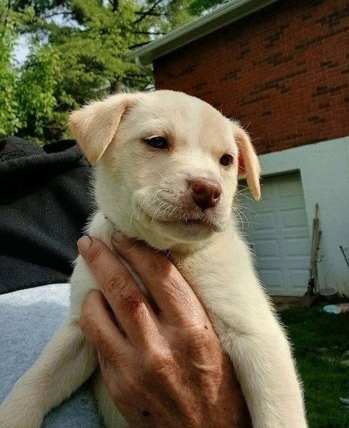 Family Trees : Birch, an adoptable Labrador Retriever in Aurora, IN