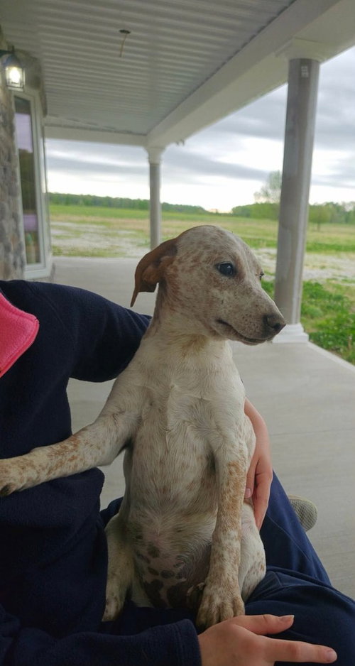 Farm Paws : Dot, an adoptable Jack Russell Terrier in Aurora, IN