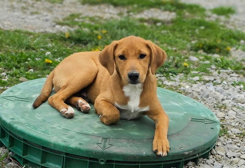 Farm Paws : Simba, an adoptable Jack Russell Terrier in Aurora, IN