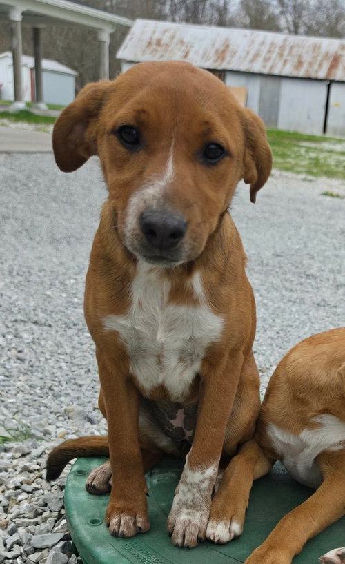 Farm Paws : Francy, an adoptable Jack Russell Terrier in Aurora, IN