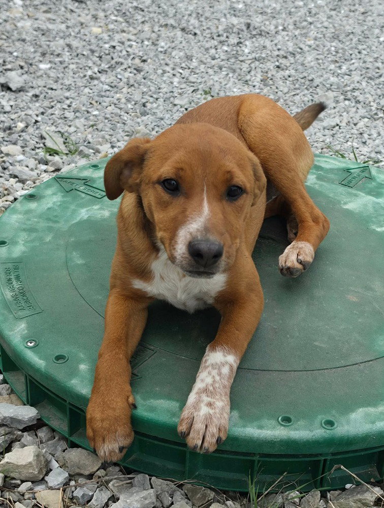 Farm Paws : Francy