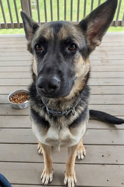 Ruby Mae, an adoptable German Shepherd Dog in Aurora, IN