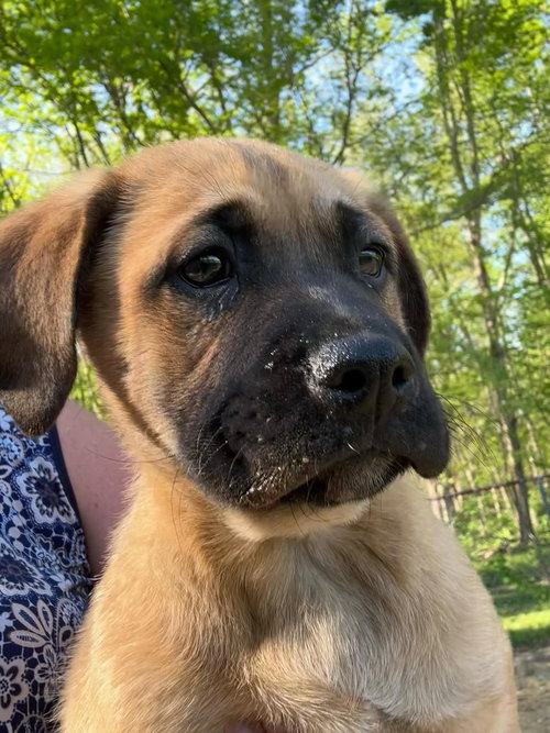 Coco Pups : Courtney