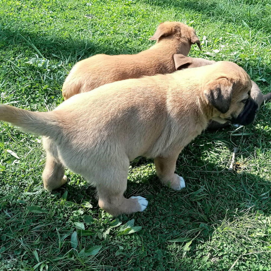 Coco Pups : Courtney