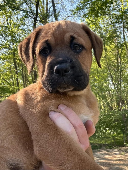 Coco Pups : Colt, an adoptable Labrador Retriever in Aurora, IN