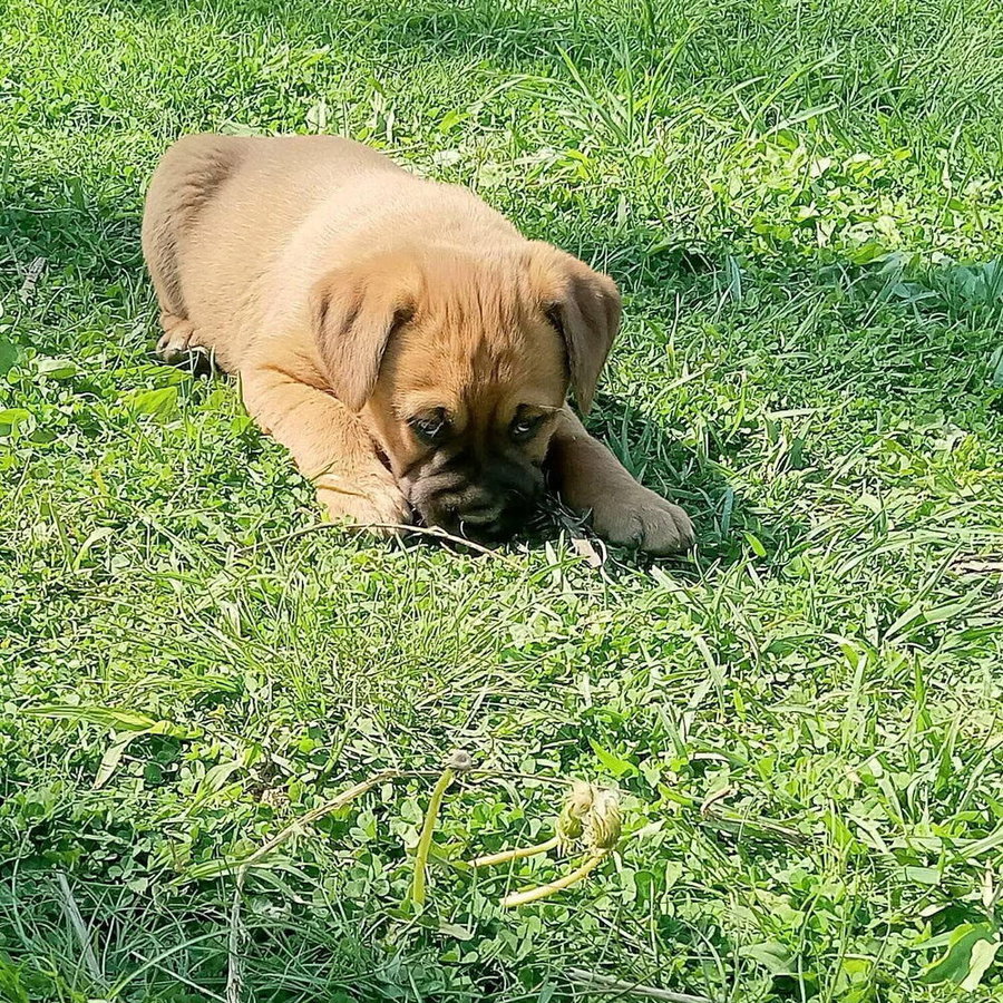 Coco Pups : Colt