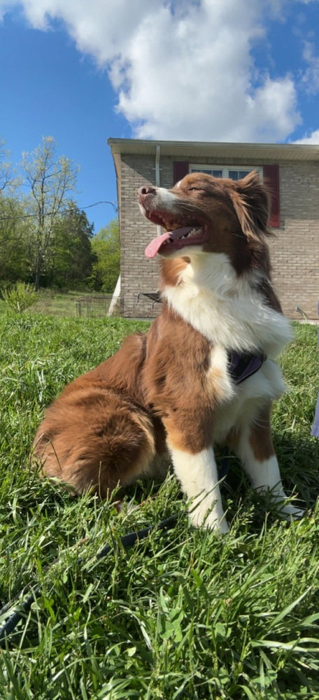 Nova, an adoptable Australian Shepherd in Aurora, IN