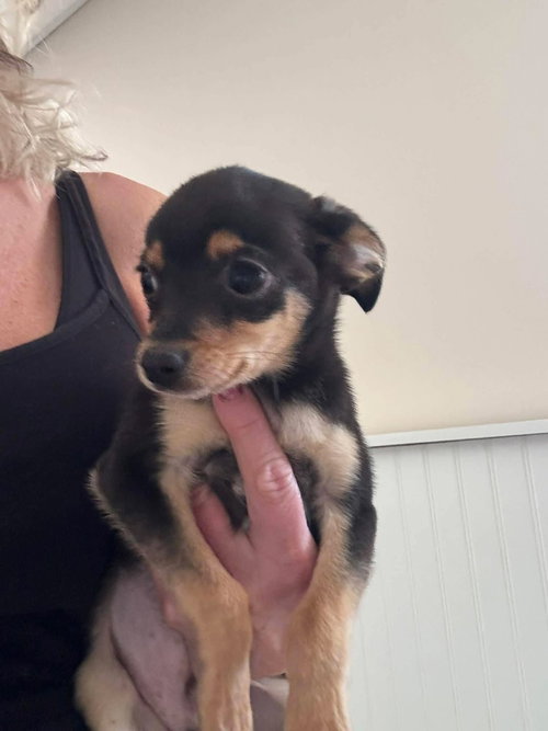 Cruz, an adoptable Chihuahua in Aurora, IN