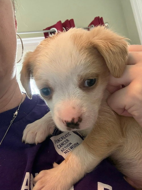 Charlie's Crew : Bosley, an adoptable Spaniel in Aurora, IN
