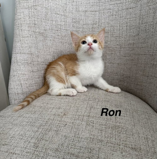 Harrys Cats : Ron