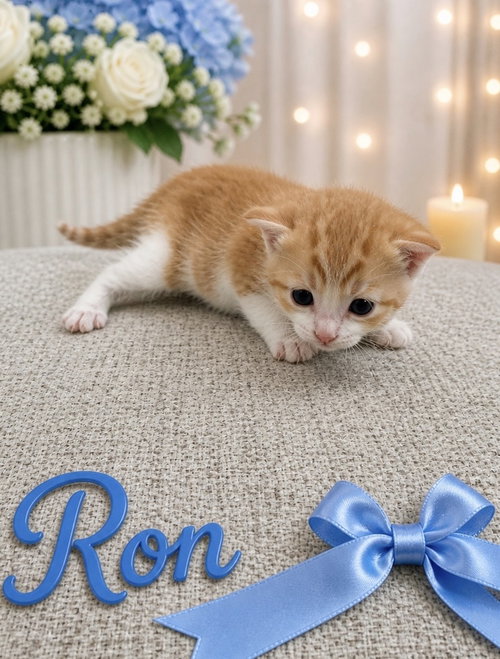 Harrys Cats photo 2