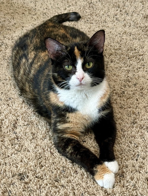 Harrys Cats : Molly